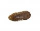 Hailey Loafer Chestnut - 40